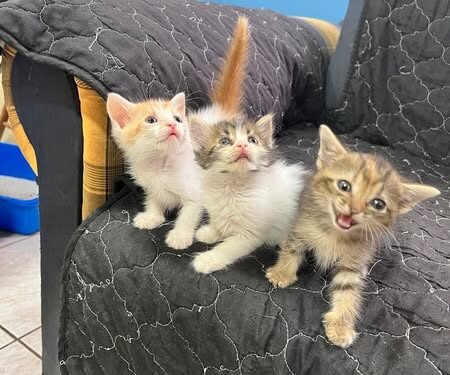 You Are Invited to Adoption Day at Nine Lives Aruba Foundation!