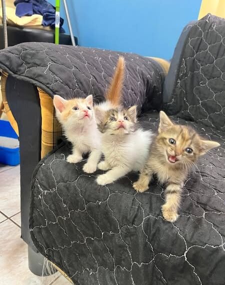 You Are Invited to Adoption Day at Nine Lives Aruba Foundation!