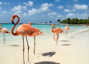 Hot Deal Alert: Fly from Vancouver to Aruba for Only $295