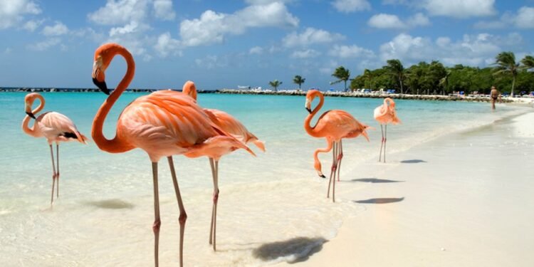Hot Deal Alert: Fly from Vancouver to Aruba for Only $295