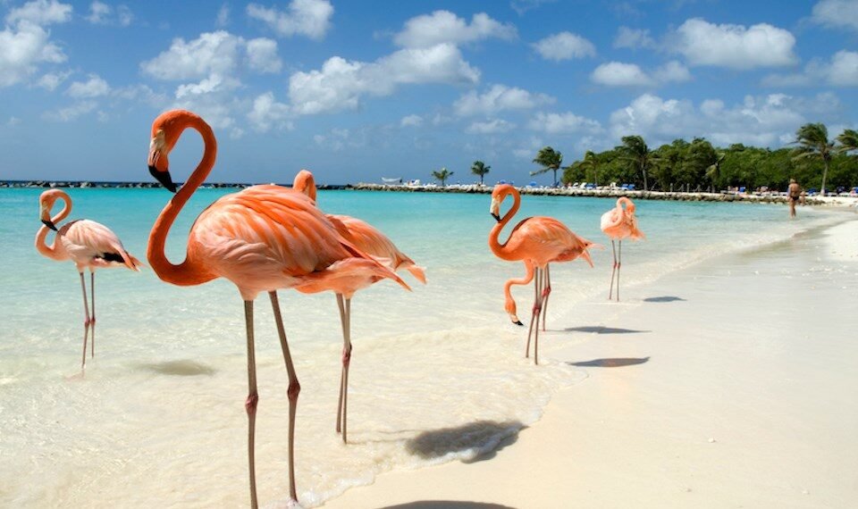 Hot Deal Alert: Fly from Vancouver to Aruba for Only $295