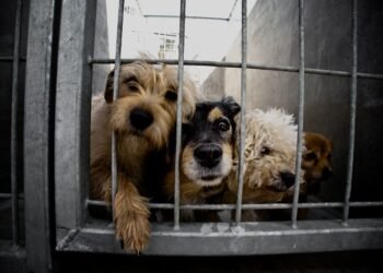 Stimami Sterilisami’ Continues as a Vital Community Platform for Animal Welfare