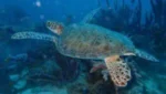 HAPPY DIVERS ARUBA