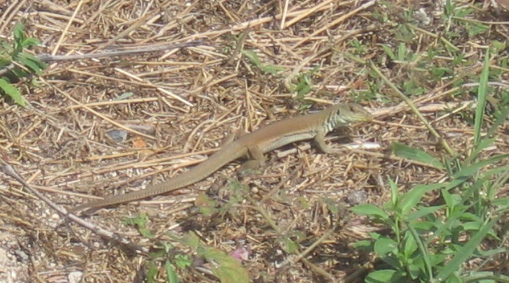 Aruba to Me; Sonali Lokhande