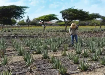Land of Aloe – Aruba’s Divine Plant