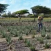 Land of Aloe – Aruba’s Divine Plant