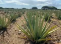 Aruba’s Healing Foods: Nature’s Remedies Still Thriving Today