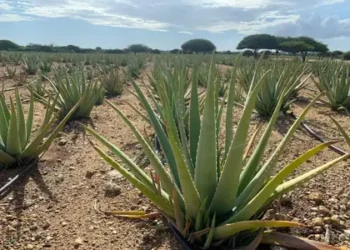 Aruba’s Healing Foods: Nature’s Remedies Still Thriving Today
