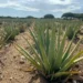 Aruba’s Healing Foods: Nature’s Remedies Still Thriving Today