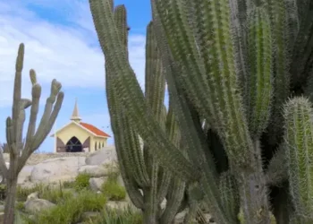 🌿 Aruba’s Healing Foods: Nature’s Remedies and Local Flavors