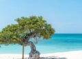 The Aruba Effect: Why Your First Visit Won’t Be Your Last