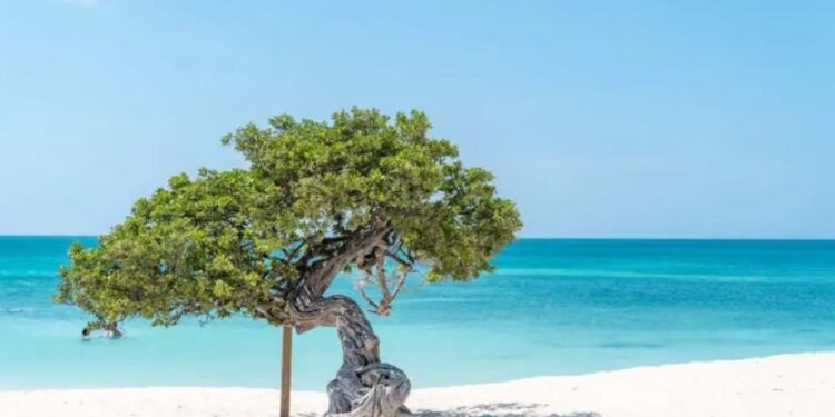 The Aruba Effect: Why Your First Visit Won’t Be Your Last