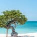 The Aruba Effect: Why Your First Visit Won’t Be Your Last
