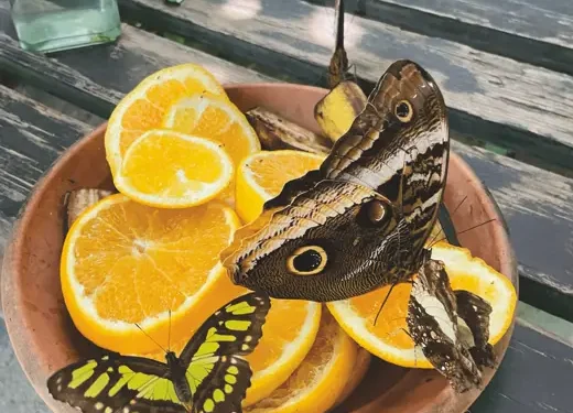 🦋 Celebrating 25 Years of Enchantment at Aruba Butterfly Farm