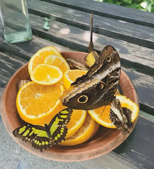 🦋 Celebrating 25 Years of Enchantment at Aruba Butterfly Farm