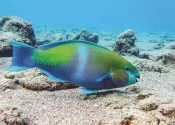 Fish Story: Discover the Underwater Treasures of Aruba