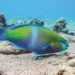 Fish Story: Discover the Underwater Treasures of Aruba