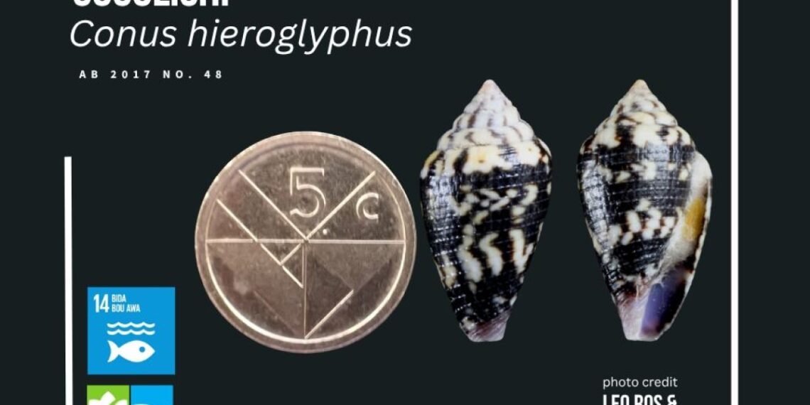 Arubaconus hieroglyphus: Aruba’s Unique and Endemic Sea Snail Arubaconus hieroglyphus: Aruba’s Unique and Endemic Sea Snail