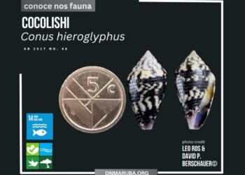 Arubaconus hieroglyphus: Aruba’s Unique and Endemic Sea Snail