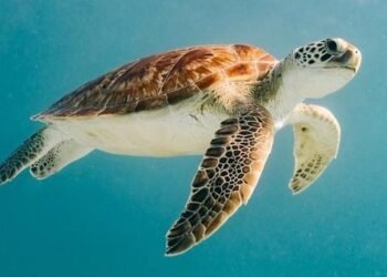 Eco-Friendly Wildlife Watching in Aruba: How to Respect the Island’s Natural Beauty