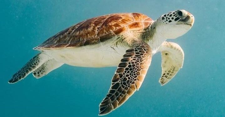 Eco-Friendly Wildlife Watching in Aruba: Respect Nature, Enjoy the Wonder