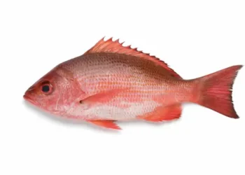 🐟 The Happy Island for Freshly Caught Fish: A Guide to Aruba’s Delicious Seafood