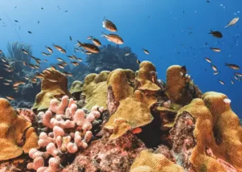 If Coral Could Talk: A Plea for Help from the Reefs