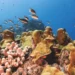 If Coral Could Talk: A Plea for Help from the Reefs
