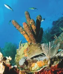If Coral Could Talk: A Message from the Reefs of Aruba