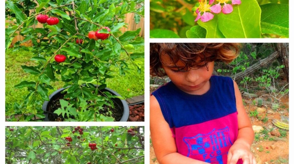 Episode CCCVIII-308: SHIMARUCU (Malpighia emarginata)