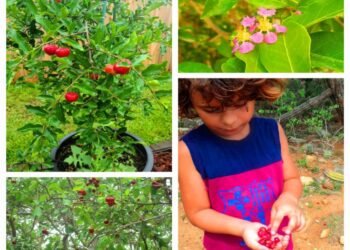 Episode CCCVIII-308: SHIMARUCU (Malpighia emarginata)