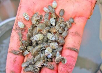 Episode CCCXII – 312: “Cacalaca di Lama” Emerita (Crustacean)