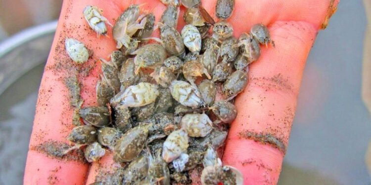 Episode CCCXII – 312: “Cacalaca di Lama” Emerita (Crustacean)