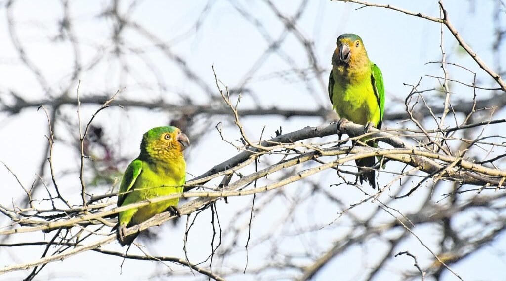 Aruba’s Colorful Treasure: The Prikichi – Aruba’s National Bird