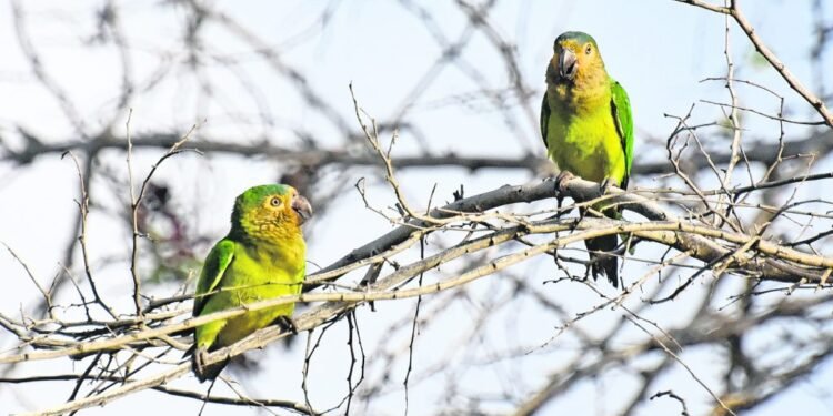 Aruba’s Colorful Treasure: The Prikichi – Aruba’s National Bird