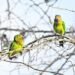Aruba’s Colorful Treasure: The Prikichi – Aruba’s National Bird