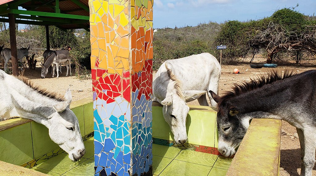 A Haven for Aruba’s Donkeys: Meet the Burico at the Donkey Sanctuary