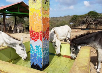 A Haven for Aruba’s Donkeys: Meet the Burico at the Donkey Sanctuary