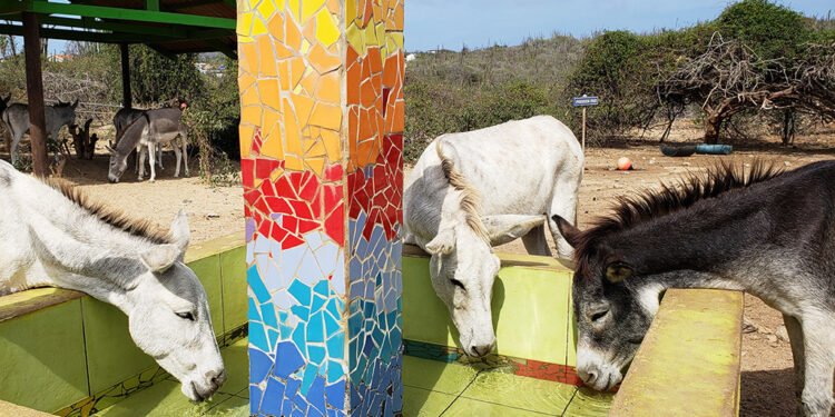 A Haven for Aruba’s Donkeys: Meet the Burico at the Donkey Sanctuary