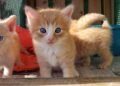 Nine Lives Aruba Foundation Hosts Heartwarming Cat Adoption Day