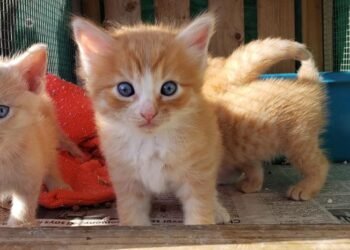 Nine Lives Aruba Foundation Hosts Heartwarming Cat Adoption Day