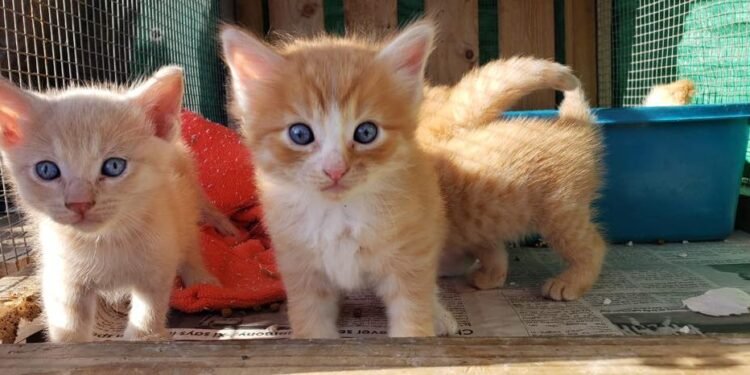 Nine Lives Aruba Foundation Hosts Heartwarming Cat Adoption Day