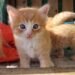 Nine Lives Aruba Foundation Hosts Heartwarming Cat Adoption Day