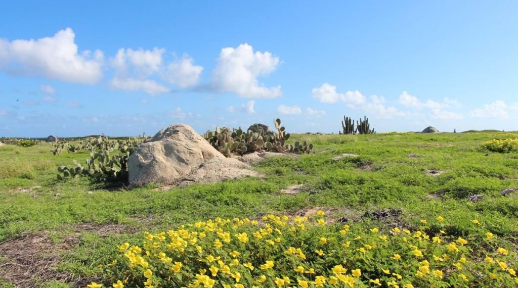 8 Nature Attractions You Must Visit in Aruba