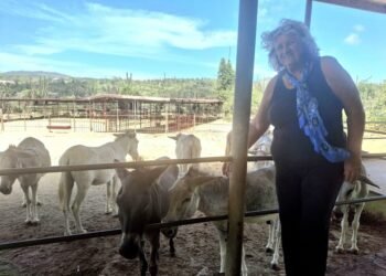 Donkey Sanctuary Aruba Preserves Island’s Heritage Donkeys