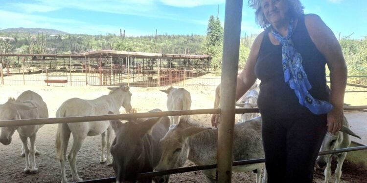 Donkey Sanctuary Aruba Preserves Island’s Heritage Donkeys