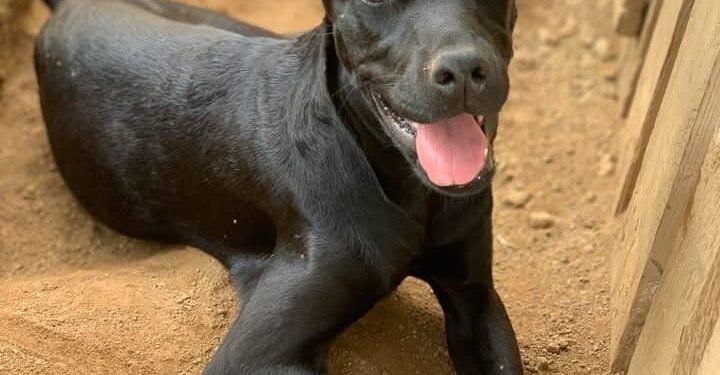 Rent a Dog for a Day and Make a Difference with Luna Foundation in Aruba Rent a Dog for a Day and Make a Difference with Luna Foundation in Aruba