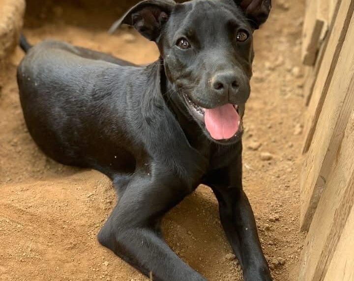 Rent a Dog for a Day and Make a Difference with Luna Foundation in Aruba