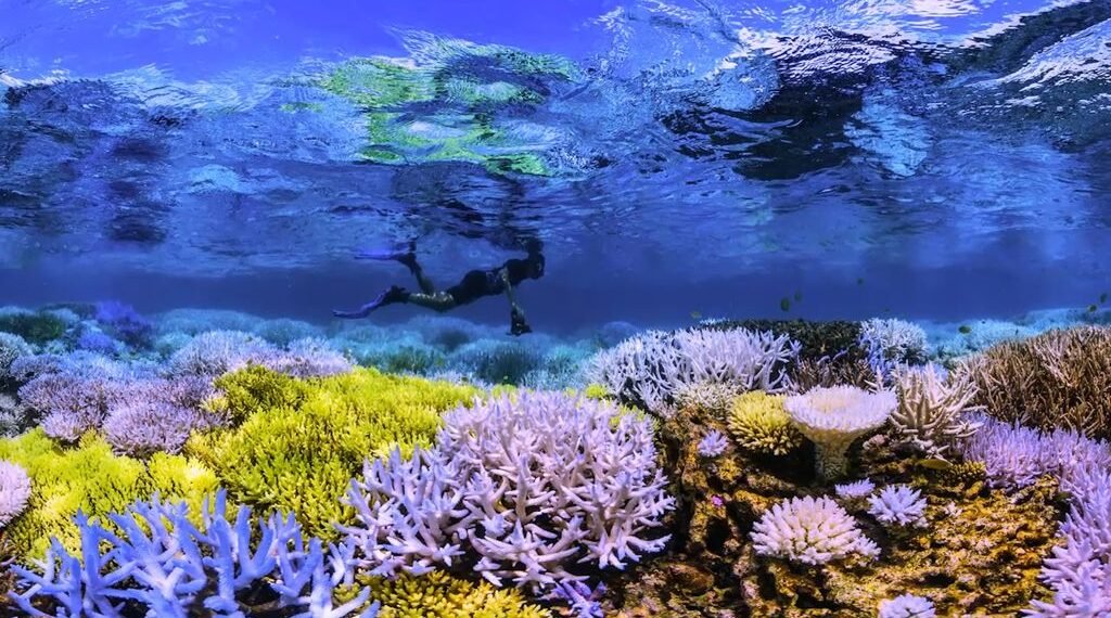 Aruba’s Chasing Coral Event: A Wake-Up Call to Save Our Reefs