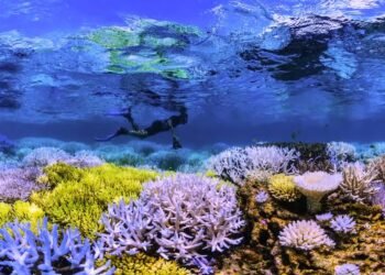 Aruba’s Chasing Coral Event: A Wake-Up Call to Save Our Reefs